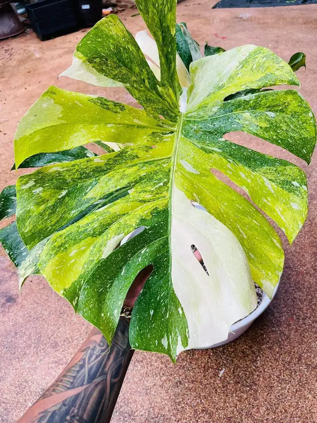 Flash sales on rare monstera wetsticks- 3 wetsticks $100 in Plants, Fertilizer & Soil in City of Toronto - Image 10