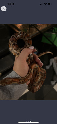 2year old male corn snake