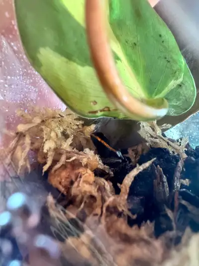 Phyllobates terribilis "Blackfoot Orange", View more
