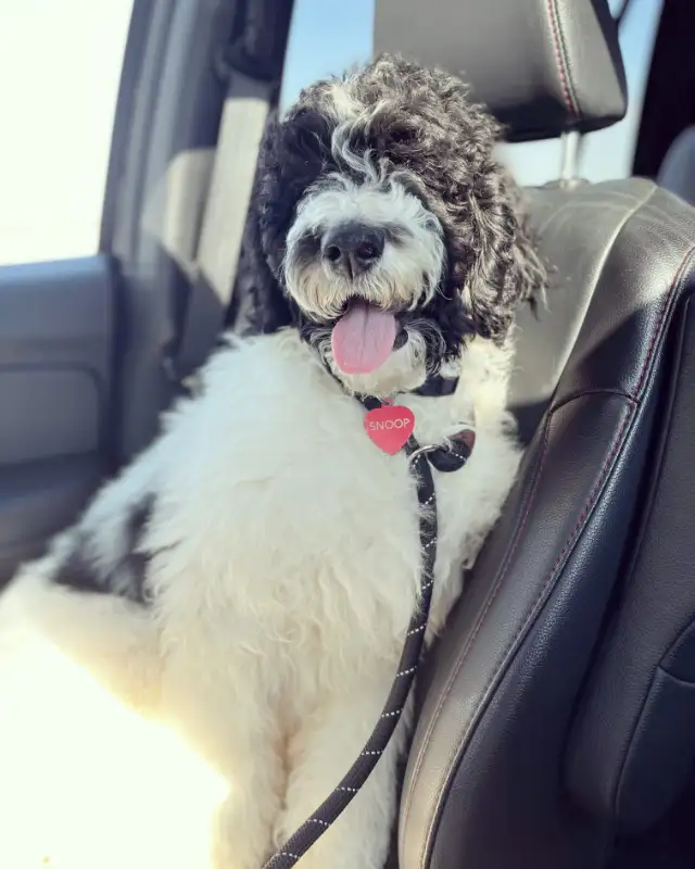 SOLD! Stunning Black Goldendoodle in Dogs & Puppies for Rehoming in Edmonton - Image 11