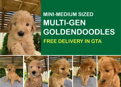 Mini-Medium, Multigeneration Goldendoodle Puppies, View more
