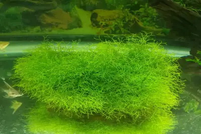 Crystalwort (Riccia fluitans) for sale (SOLD OUT), View more