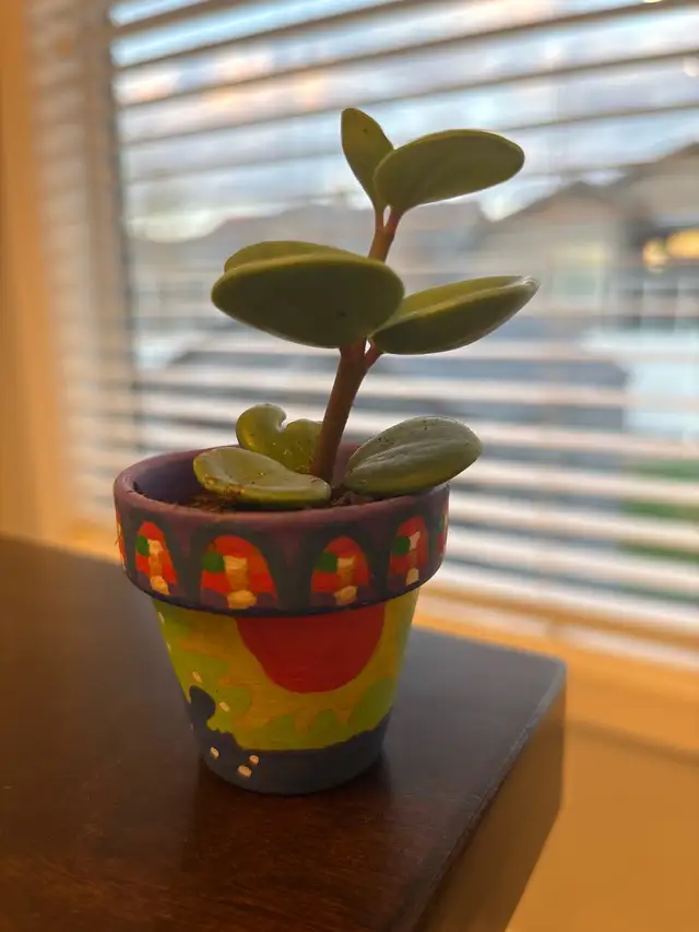 Plant with pot  in Puerto Rico in Canada - Image 4