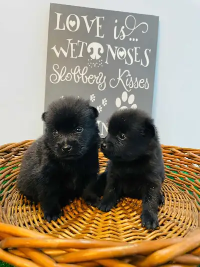 CKC Registered Schipperke Puppies – The "Little Captains", View more