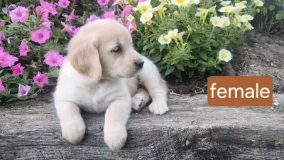 Purebred Golden Retriever Puppies, View more