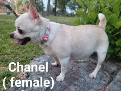 We have 2 puppies for sale at the moment; 1 male: 950$ & 1 female: 1150$. One white & black long-hai...