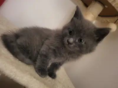 2 bébé chat male de 8 semaines chartreux et nébelung, View more