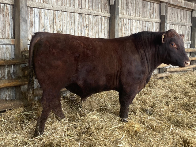 Shorthorn Bulls in Livestock in Sudbury - Image 3