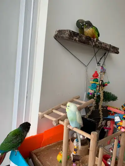 Are you looking to have your pet parrot join the Bird Sitting Toronto family while you're away?! Her...