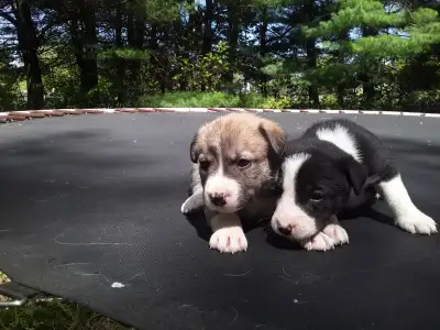 Puppies, View more