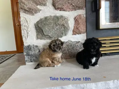 Two Females available! Ready to come home JUNE 18th Non-shedding hypoallergenic! Very friendly, play...