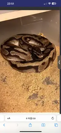 One year old pied ball Python