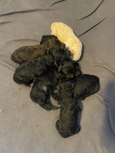 Standard Poodle Puppies, View more