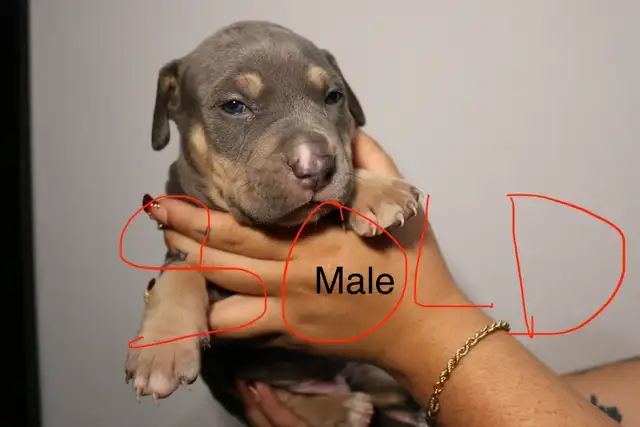 PUPPIES FOR SALE - TORONTO ON in Dogs & Puppies for Rehoming in City of Toronto - Image 7