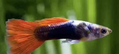 guppy fish, View more