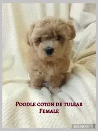Poodle Coton de Tulear Puppies