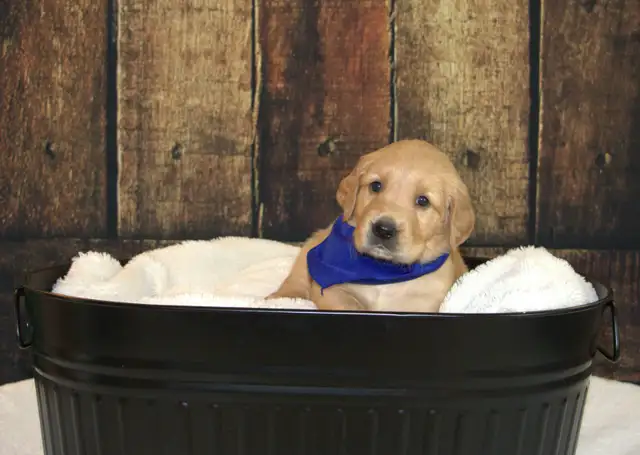 CKC Registered Golden Retriever Puppies in Dogs & Puppies for Rehoming in Cambridge - Image 8