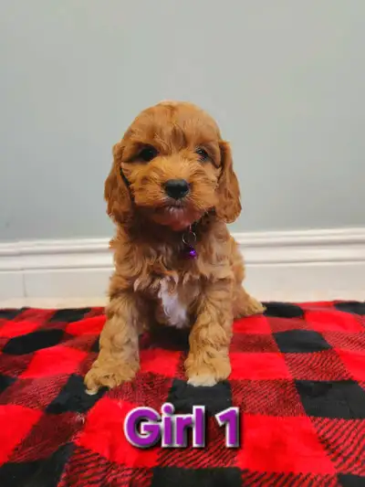 READY TO GO June 5. Delivery available. If ad is still on they are still available. These cute littl...