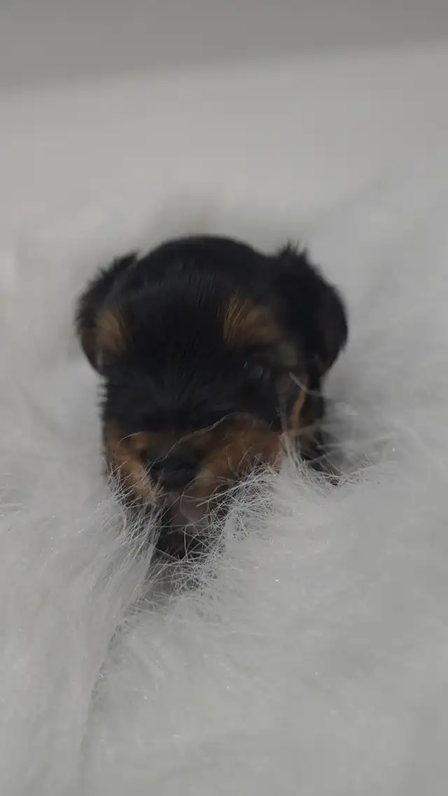 YORKSHIRE TERRIER PUPPY(male) in Dogs & Puppies for Rehoming in Oshawa / Durham Region - Image 9