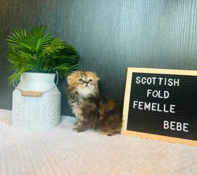 CHATONS SCOTTISH SUPER PRIX POUR VENTE RAPIDE , View more