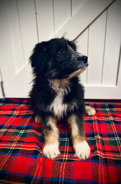 We have 4 Gorgeous puppies available. These puppies have lovely personalities that make them an amaz...