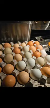 Hatching / Eating eggs