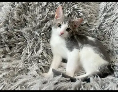Munchkin Hybrid Kittens-Looking for their BFF, View more