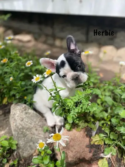 Purebred French Bulldog puppies ready to go , View more