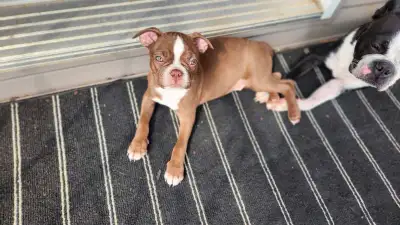 Adorables chiots Boston Terrier à réserver – Disponibles dès maintenant ! Craquez pour l’amour au pr...