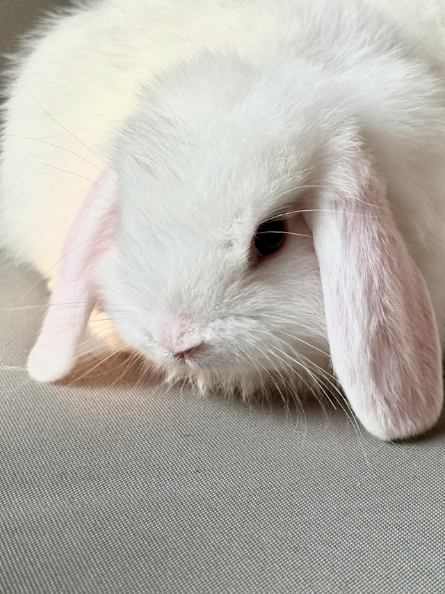 Holland Lop baby bunnies in Small Animals for Rehoming in Hamilton - Image 3