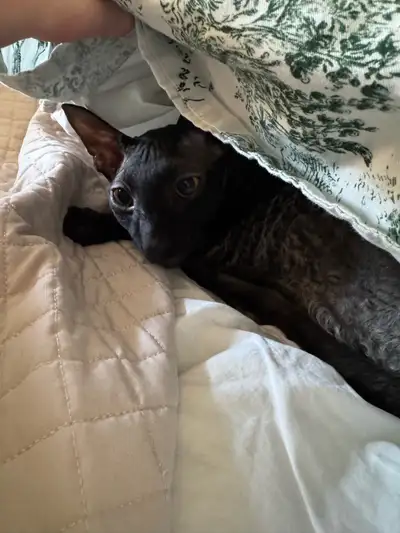 Cornish Rex Cat looking for new home, View more