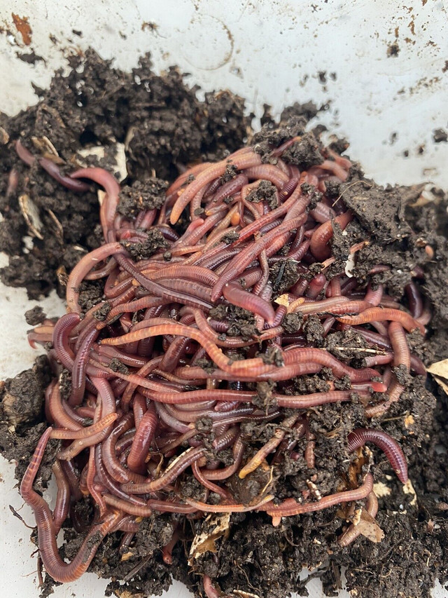Compost Worms Vermicomposter red wigglers Vermicompost in Plants, Fertilizer & Soil in City of Halifax - Image 2