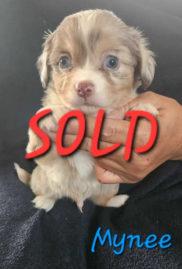 3 LEFT - Beautiful Chihuahua Boys in Dogs & Puppies for Rehoming in Strathcona County - Image 8