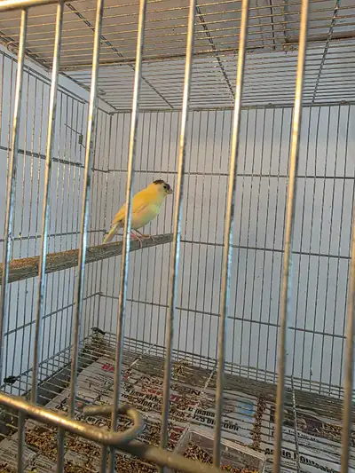 Canaries chanteurs et cages et accessoires spe, View more
