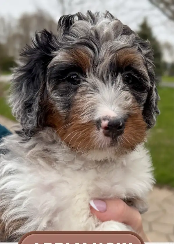 Mini-Bernedoodle Puppy Available in Dogs & Puppies for Rehoming in Markham / York Region - Image 2