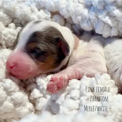 Micro / Tiny Bernedoodle Merle puppies, View more