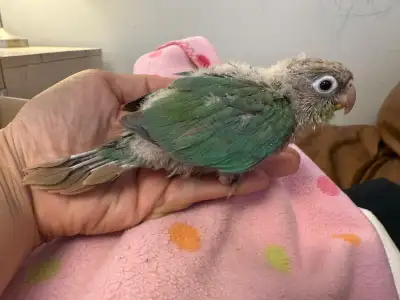 RARE BABY CONURE – MOONCHEEK × CINNAMON, View more