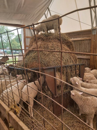 Sheep:  Dorset cross Ewe lambs
