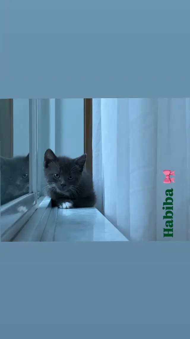 Kitten’s for sale in Cats & Kittens for Rehoming in Laval / North Shore - Image 6