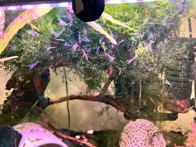 Ornamental shrimps in Fish for Rehoming in Lethbridge - Image 3