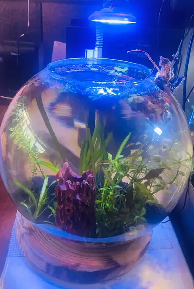 ecosystem bowl 3 gallons red cherry colony , View more