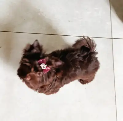 Mini Bitter Chocolate Yorkie boy, View more
