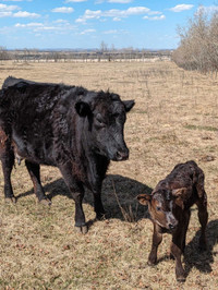 Cow calf pair