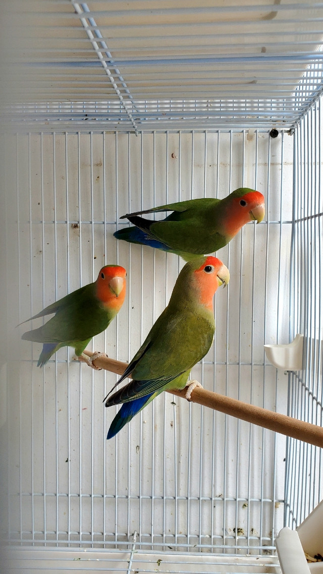 Lovebirds, Parrotlets and Linnies for sale | Birds for Rehoming | City