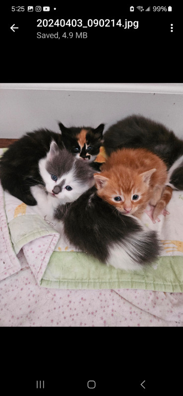 Adorable kittens for sale. in Cats & Kittens for Rehoming in Chilliwack