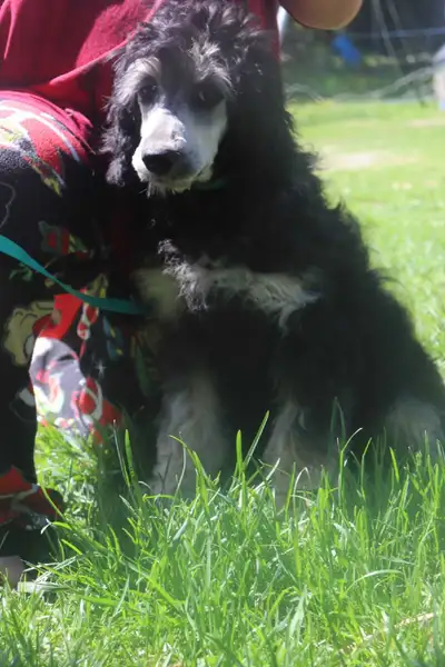 Goldendoodle Female Puppy -4 months old, View more