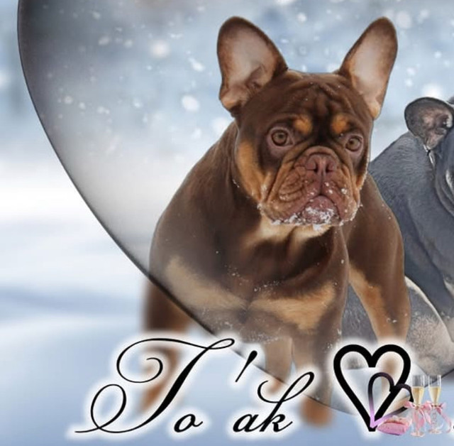 French bulldog puppy in Dogs & Puppies for Rehoming in Calgary - Image 4