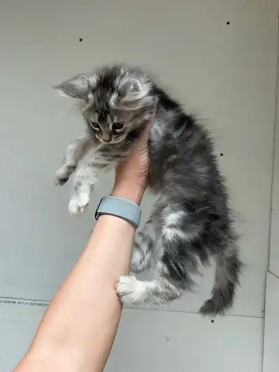 1 Torbie Smoke female left (first pic) - 10 weeks old, ready to go. Great personality. All kittens a...