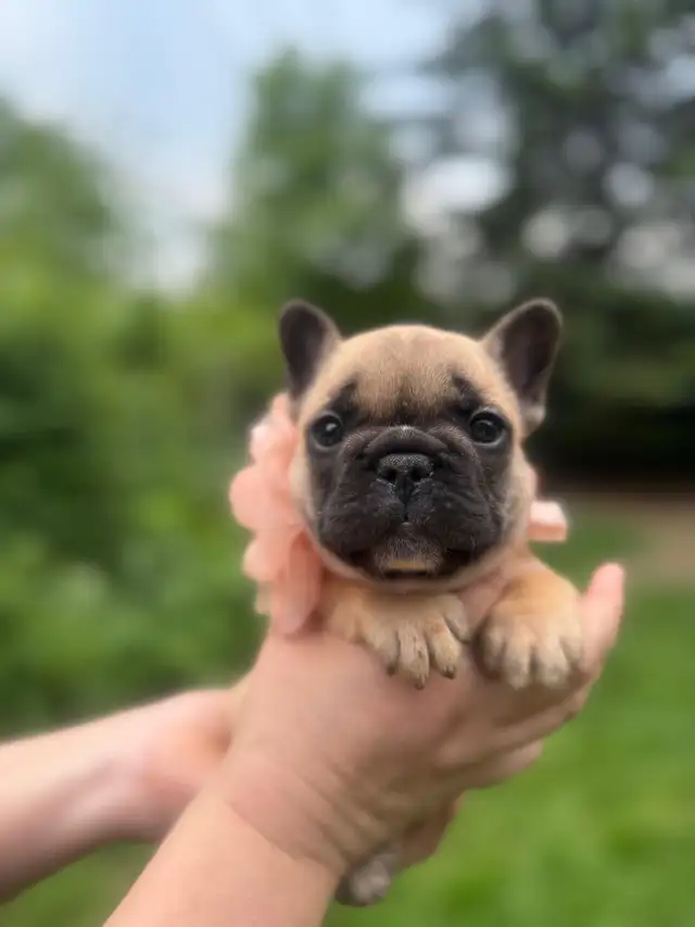 best quality French bulldog puppy’s in Dogs & Puppies for Rehoming in Laval / North Shore - Image 10