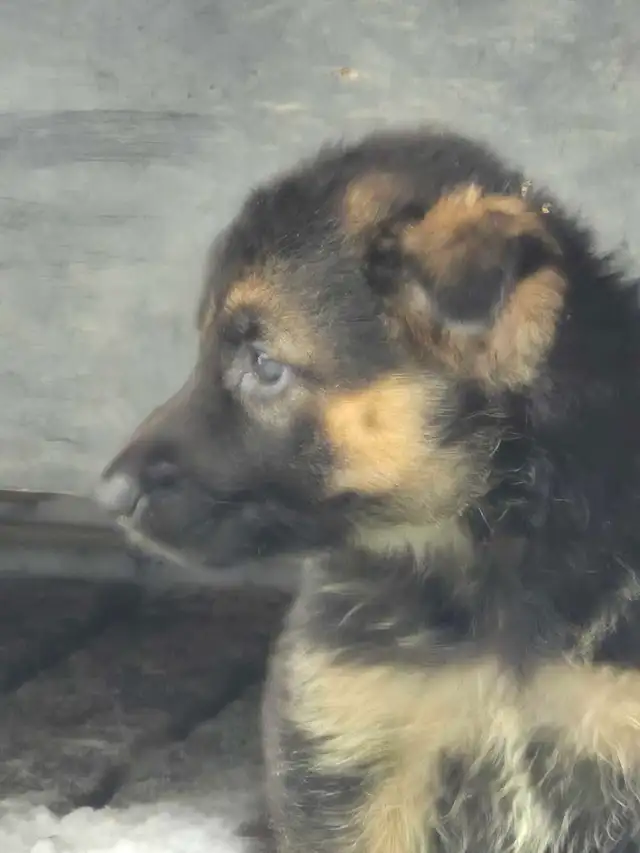 Puppies german shepherd/ Chiots berger allemand in Dogs & Puppies for Rehoming in Moncton - Image 7